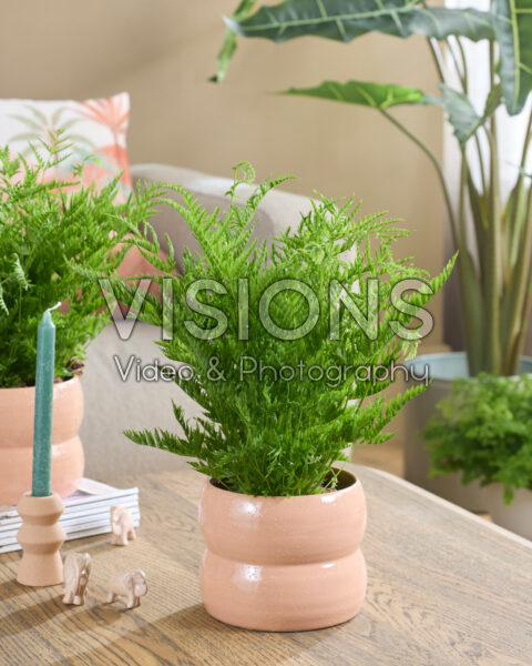 Pteris straminea Pteris straminea