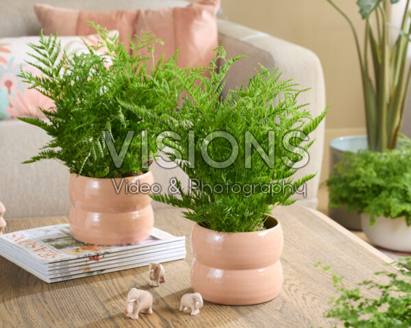 Pteris straminea Pteris straminea