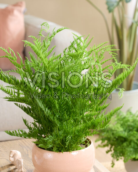 Pteris straminea Pteris straminea