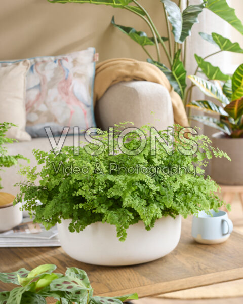 Adiantum raddianum Fritz-Luthi Adiantum raddianum Fritz-Luthi