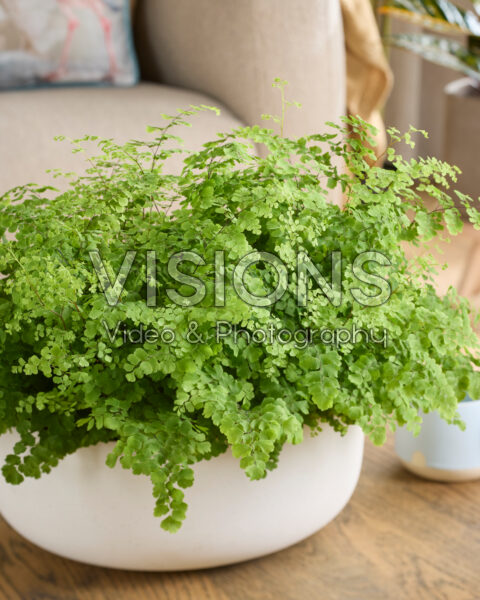 Adiantum raddianum Fritz-Luthi Adiantum raddianum Fritz-Luthi