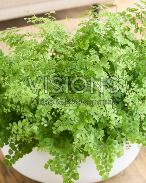 Adiantum raddianum Fritz-Luthi Adiantum raddianum Fritz-Luthi