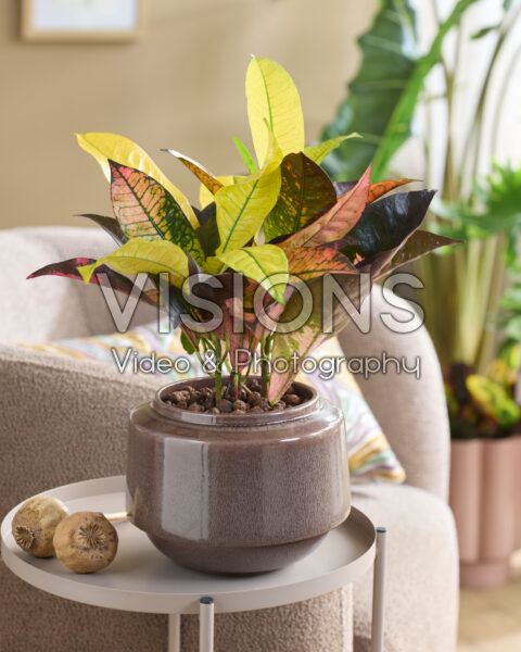 Codiaeum variegatum Mrs. Iceton Codiaeum variegatum Mrs. Iceton
