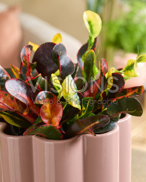 Codiaeum variegatum Mammi Codiaeum variegatum Mammi