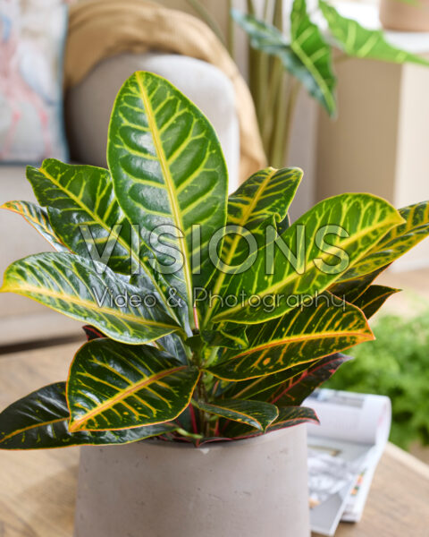 Codiaeum variegatum Petra Codiaeum variegatum Petra