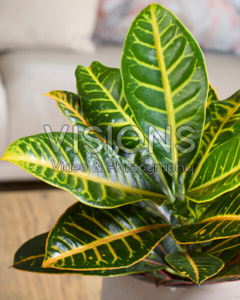 Codiaeum variegatum Petra Codiaeum variegatum Petra