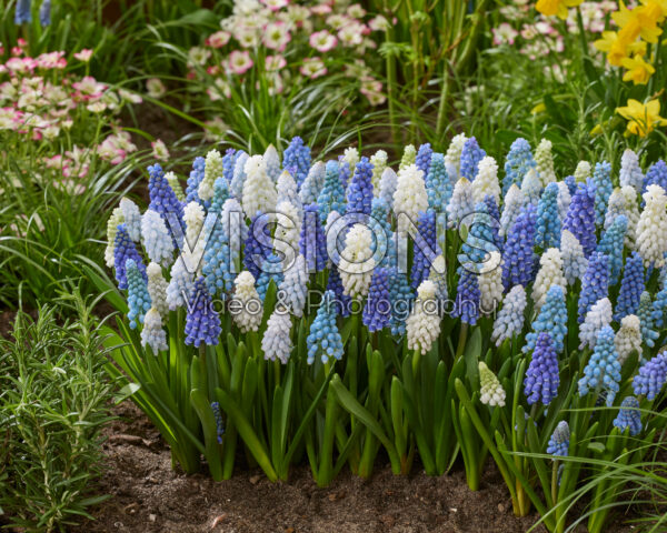 Muscari mixed Muscari mixed