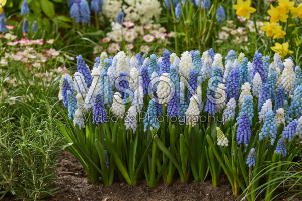 Muscari gemengd Muscari gemengd