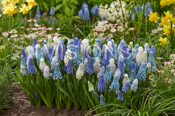 Muscari gemengd Muscari gemengd