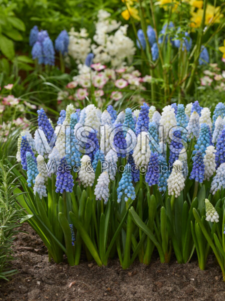 Muscari gemengd Muscari gemengd