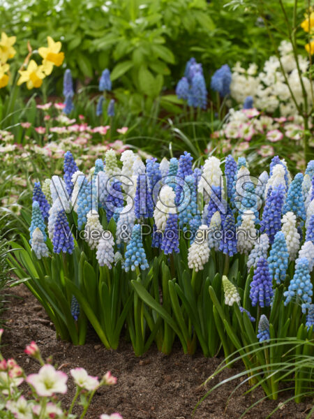 Muscari mixed Muscari mixed