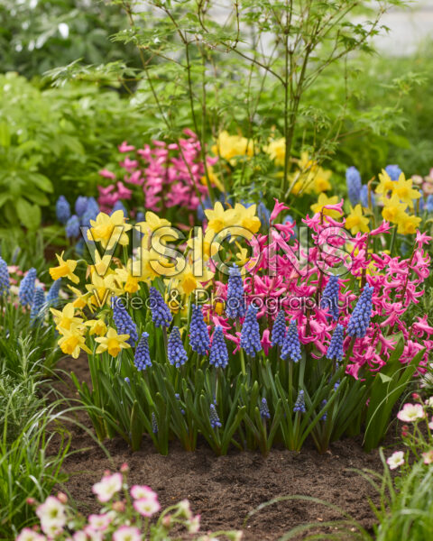 Spring flowers combination Spring flowers combination