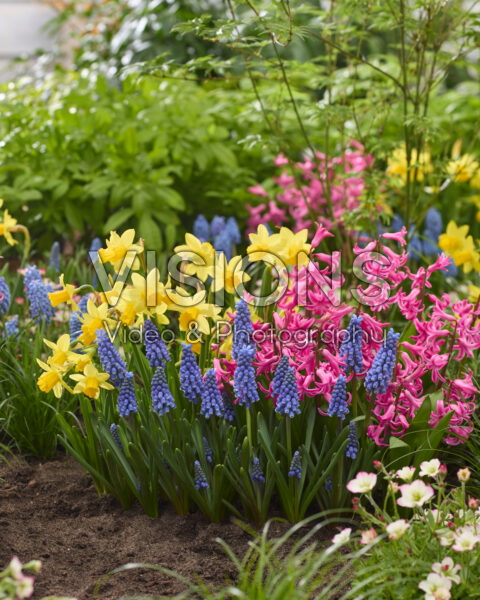 Spring flowers combination Spring flowers combination
