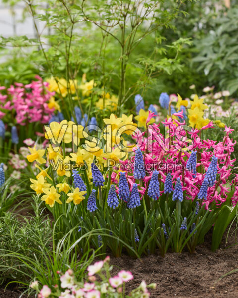 Spring flowers combination Spring flowers combination