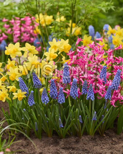 Spring flowers combination Spring flowers combination