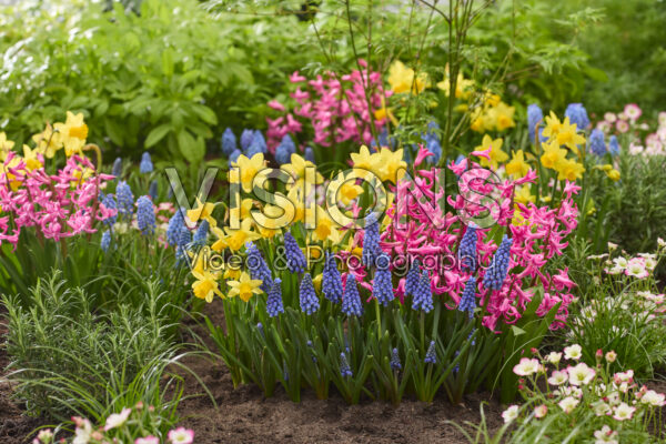 Spring flowers combination Spring flowers combination