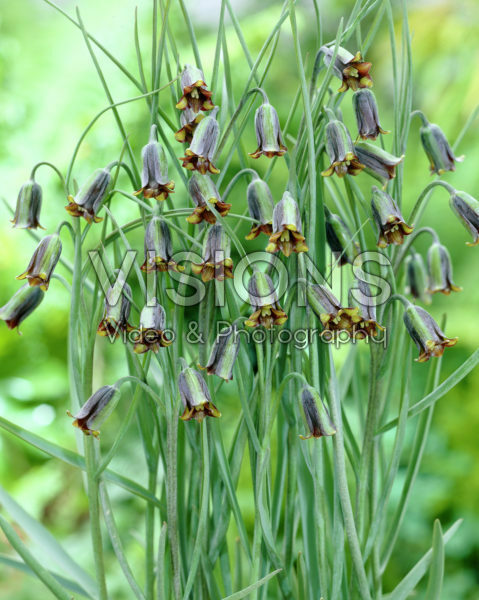 Fritillaria elwesii Fritillaria elwesii
