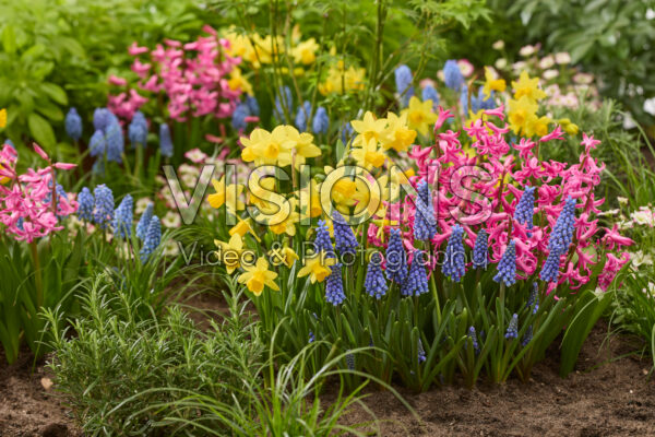 Spring flowers combination Spring flowers combination