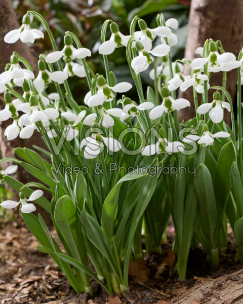 Galanthus elwesii Beluga Galanthus elwesii Beluga