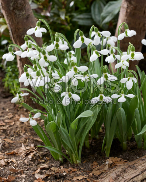 Galanthus elwesii Beluga Galanthus elwesii Beluga