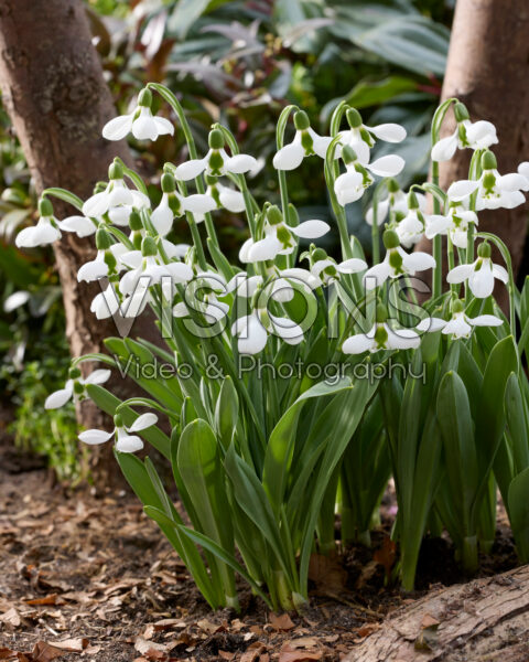 Galanthus elwesii Beluga Galanthus elwesii Beluga