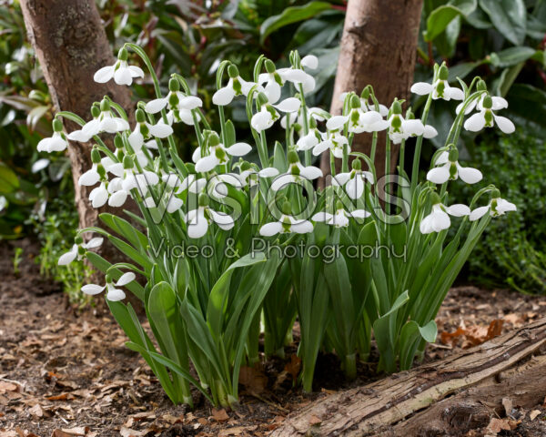 Galanthus elwesii Beluga Galanthus elwesii Beluga