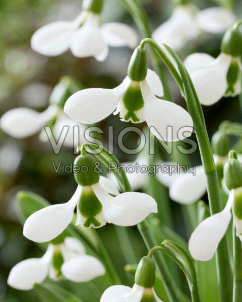 Galanthus elwesii Beluga Galanthus elwesii Beluga