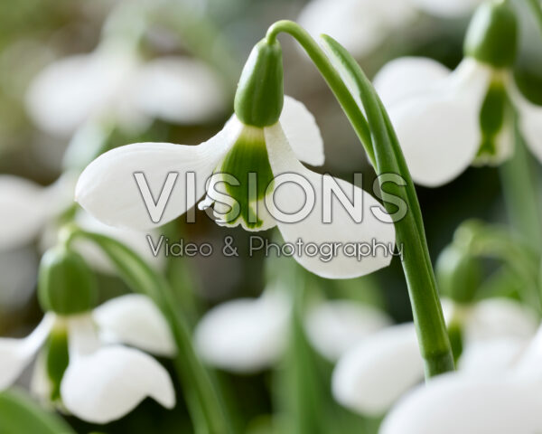 Galanthus elwesii Beluga Galanthus elwesii Beluga
