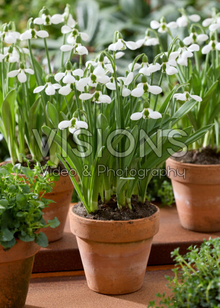 Galanthus elwesii Beluga Galanthus elwesii Beluga