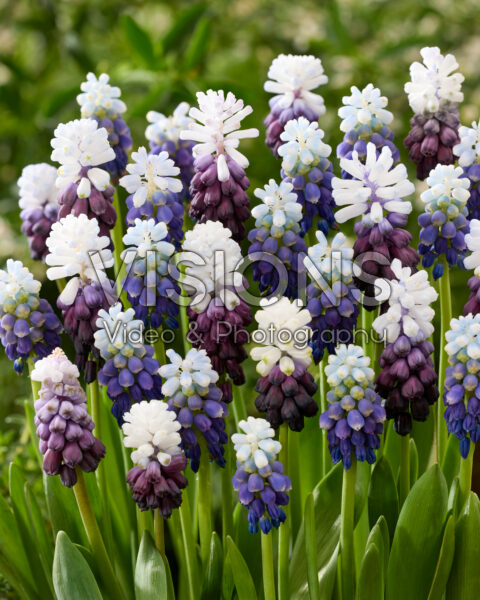 Muscari mix Grape Ice, Touch of Snow Muscari mix Grape Ice, Touch of Snow