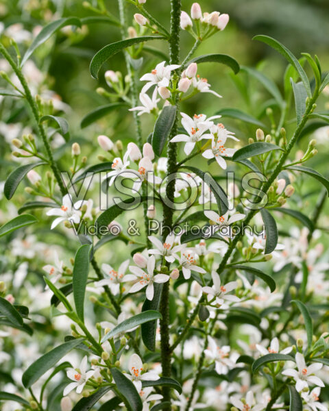 Eriostemon myoporoides Eriostemon myoporoides