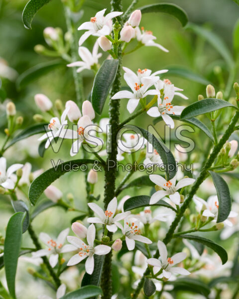 Eriostemon myoporoides Eriostemon myoporoides