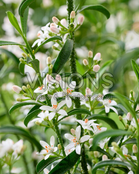 Eriostemon myoporoides Eriostemon myoporoides