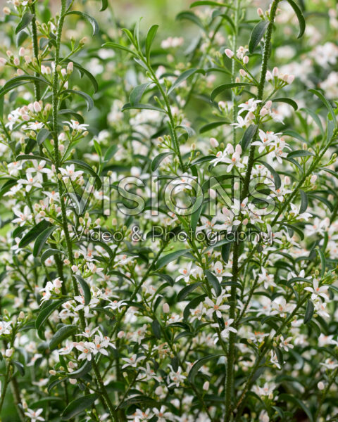 Eriostemon myoporoides Eriostemon myoporoides