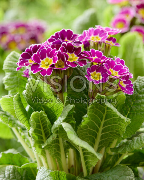 Primula elatior Primula elatior