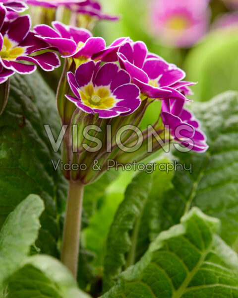 Primula elatior Primula elatior