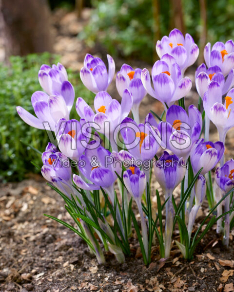 Crocus heuffelianus Harry Hay Crocus heuffelianus Harry Hay