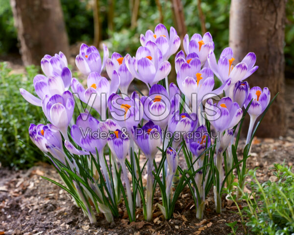 Crocus heuffelianus Harry Hay Crocus heuffelianus Harry Hay