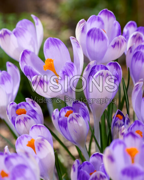 Crocus heuffelianus Harry Hay Crocus heuffelianus Harry Hay