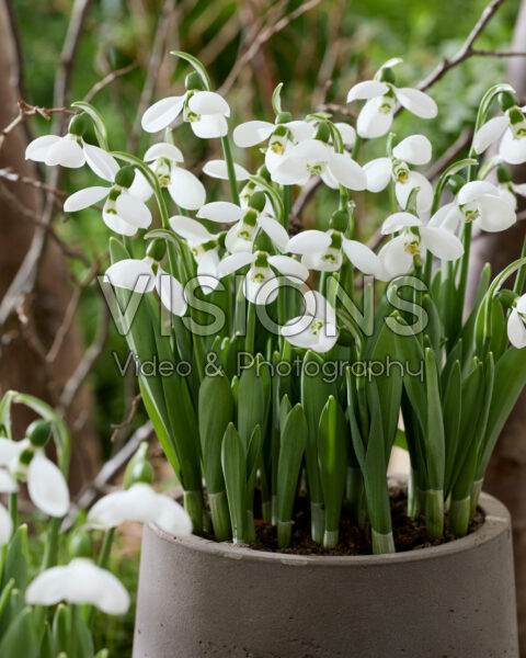 Galanthus elwesii Polar Bear Galanthus elwesii Polar Bear