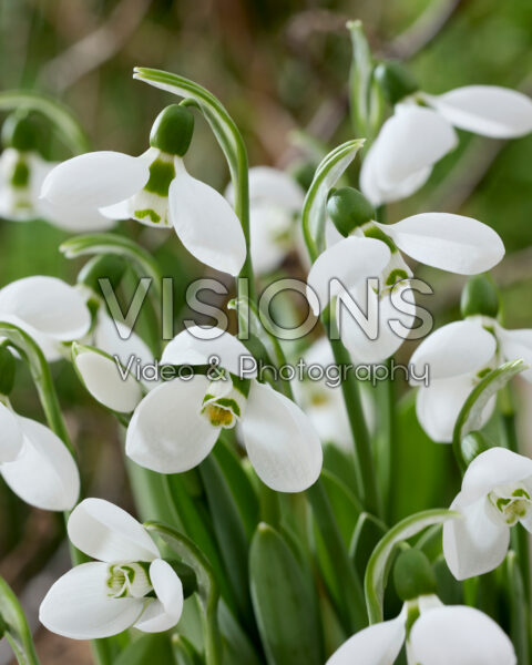 Galanthus elwesii Polar Bear Galanthus elwesii Polar Bear