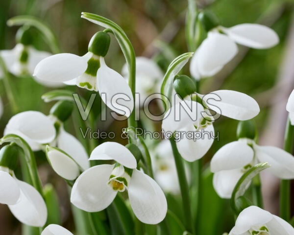 Galanthus elwesii Polar Bear Galanthus elwesii Polar Bear
