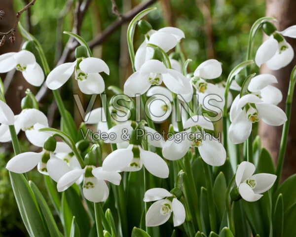 Galanthus elwesii Polar Bear Galanthus elwesii Polar Bear
