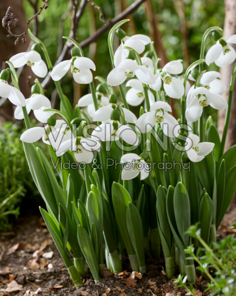 Galanthus elwesii Polar Bear Galanthus elwesii Polar Bear