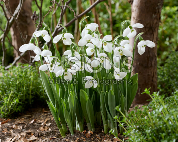 Galanthus elwesii Polar Bear Galanthus elwesii Polar Bear