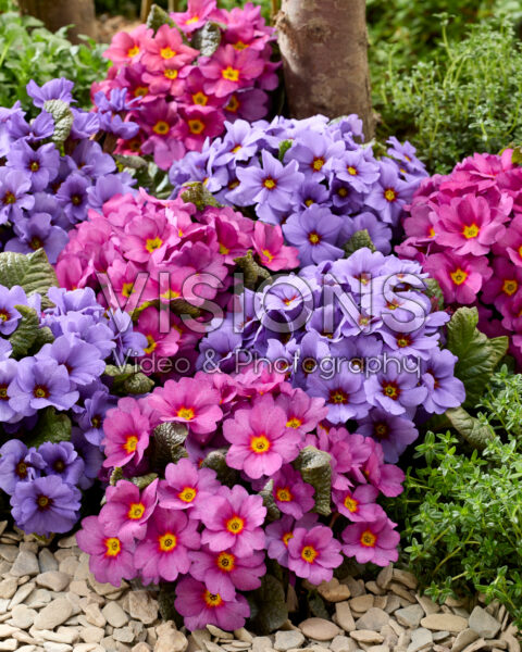 Primula mix Primula mix