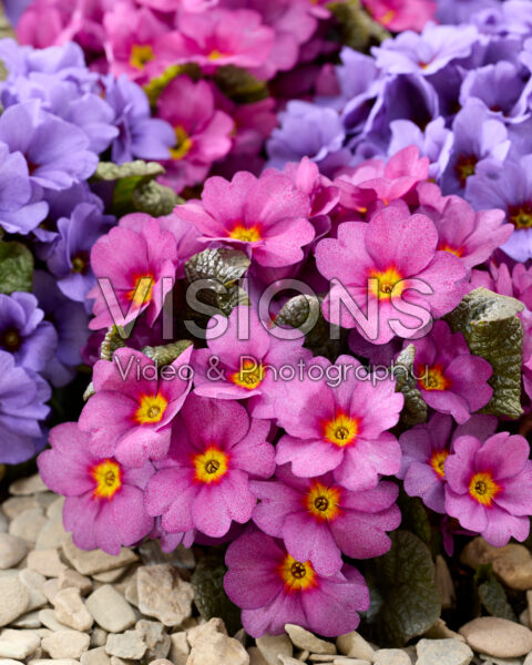 Primula roze Primula roze
