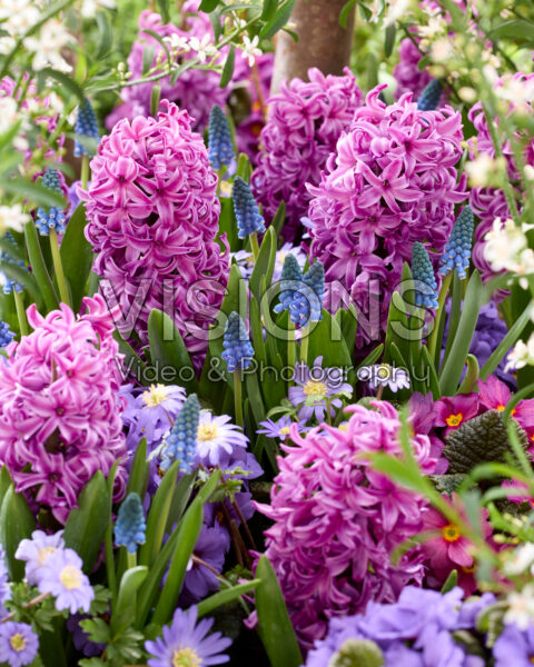 Hyacinthus Purple Sensation Hyacinthus Purple Sensation