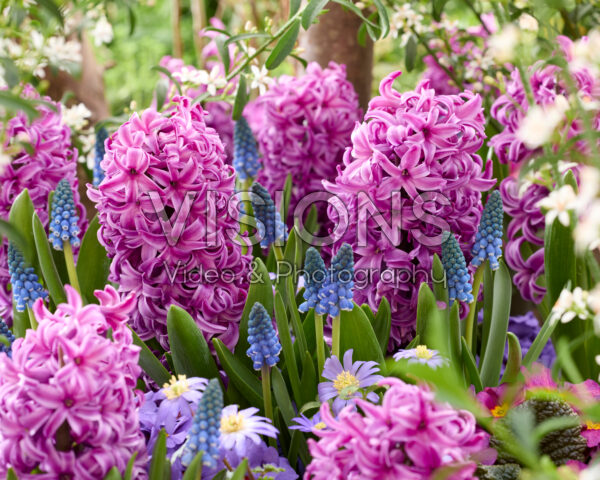 Hyacinthus Purple Sensation Hyacinthus Purple Sensation