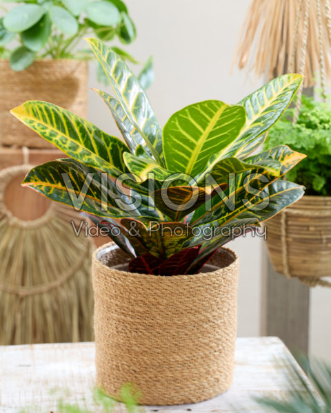 Codiaeum variegatum Petra Codiaeum variegatum Petra